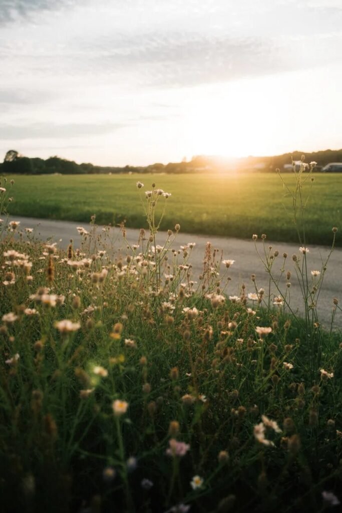 20 flower garden ideas wild meadow